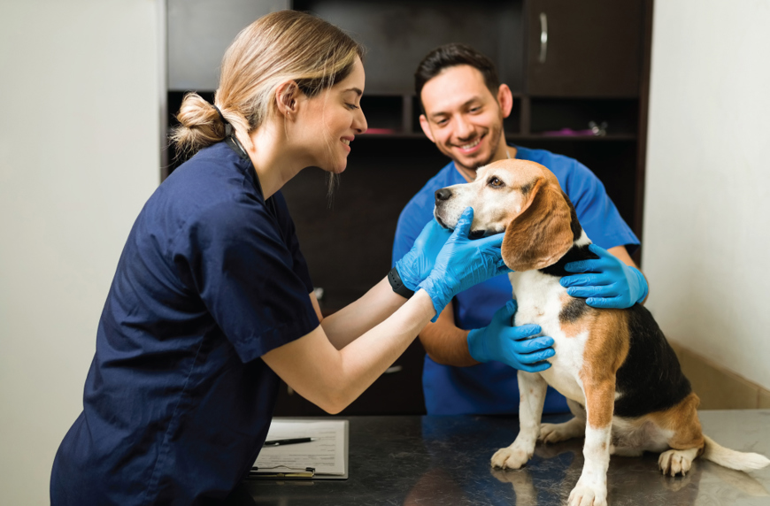 Loans for Veterinary Bills When You Have Bad Credit