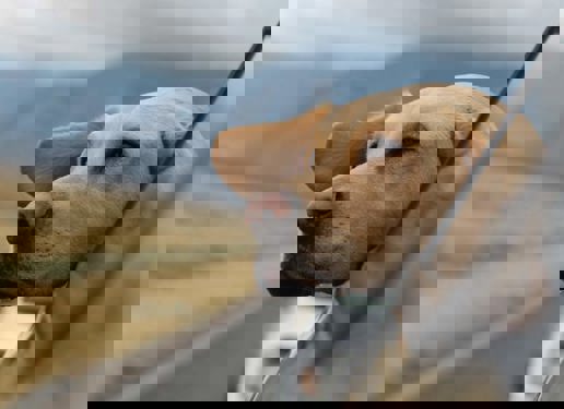 How to Set a Budget for Your Dream Car