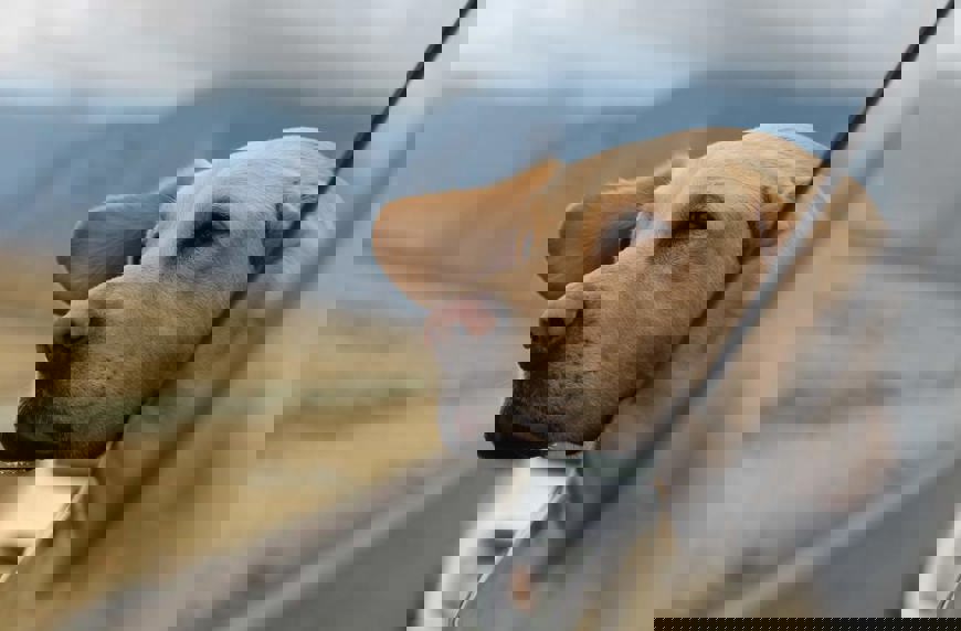 How to Set a Budget for Your Dream Car